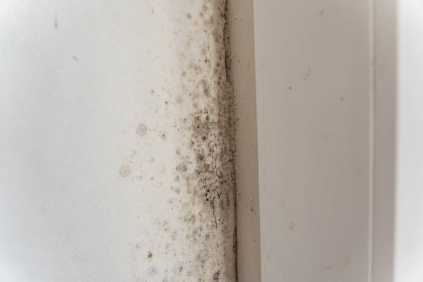 Best Emergency Mold Remediation  in New Johnsonville, TN